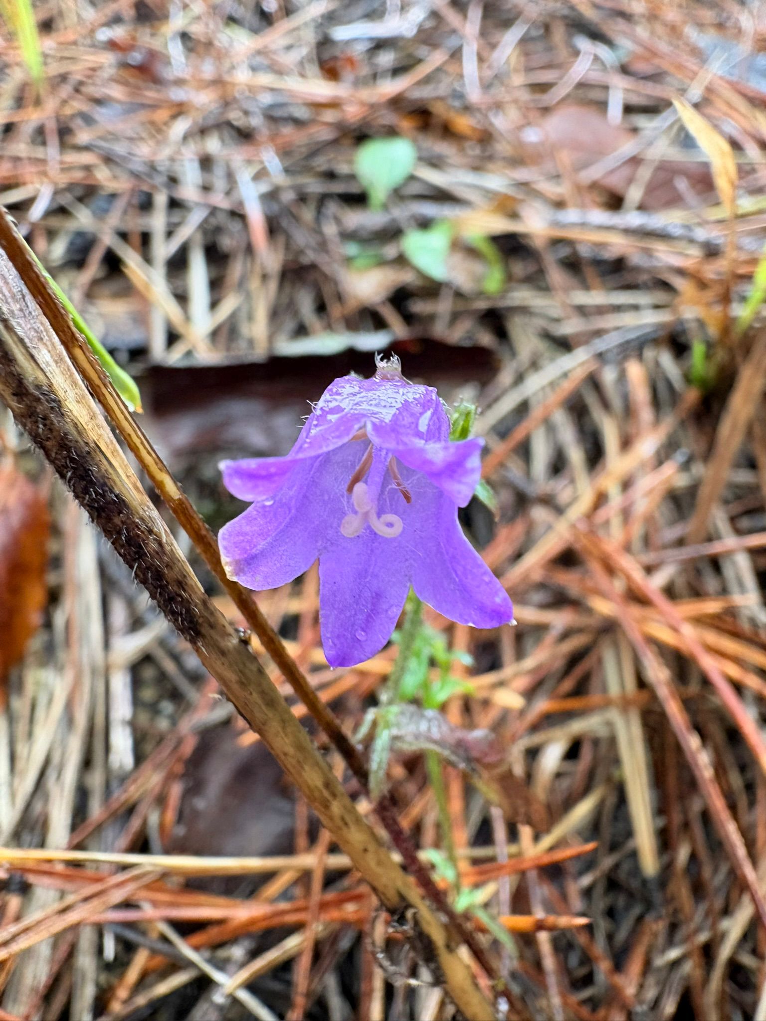 Floare mov observată de voluntarii Environmental Rise în una dintre acțiunile de igienizare din natură.
